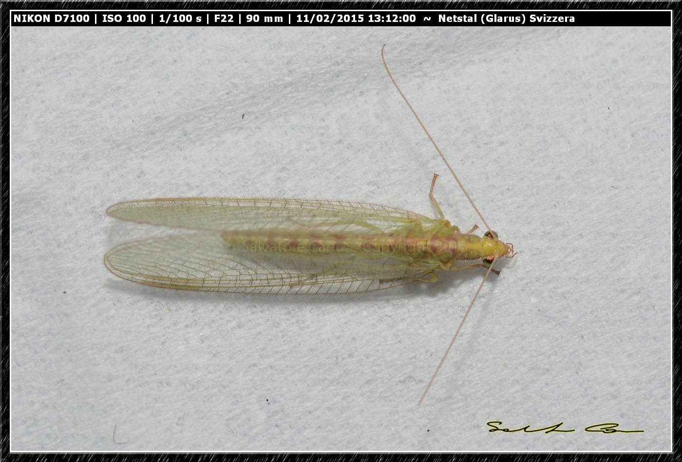 Chrysopidae